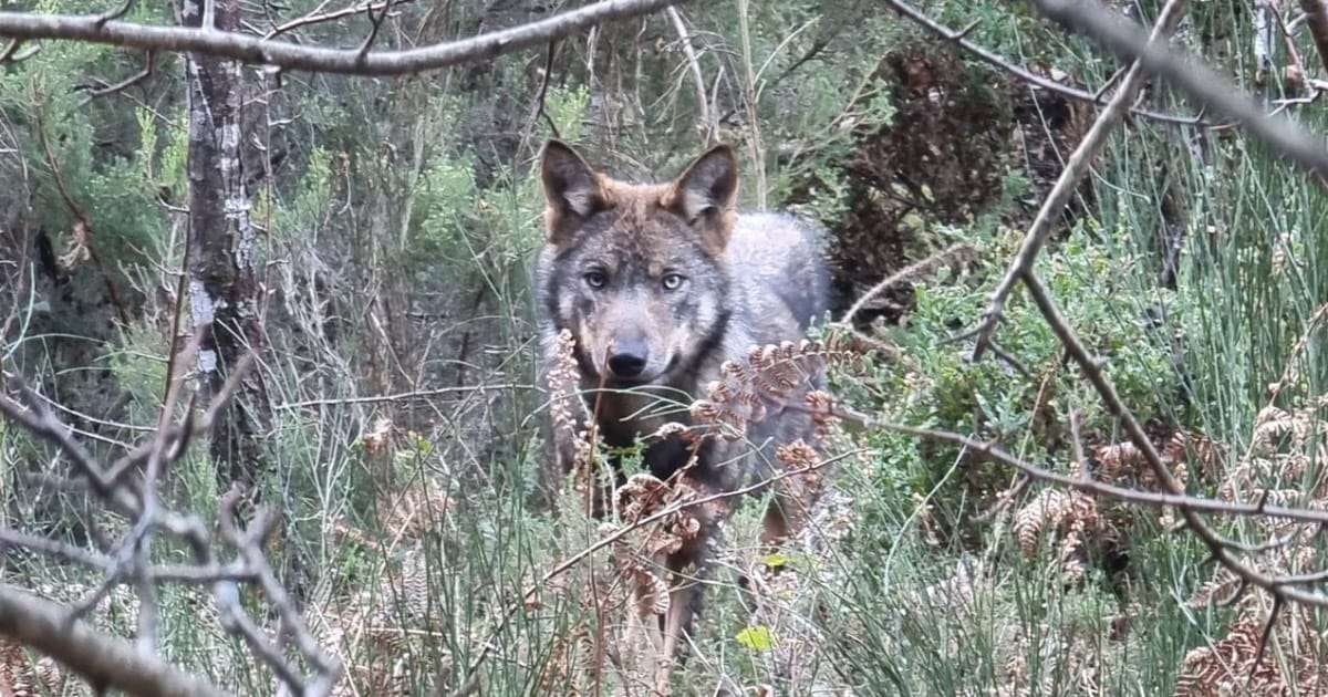 Justiça e Conservação: A Condenação pelo Abate de Lobos-Ibéricos no Parque Nacional da Peneda-Gerês